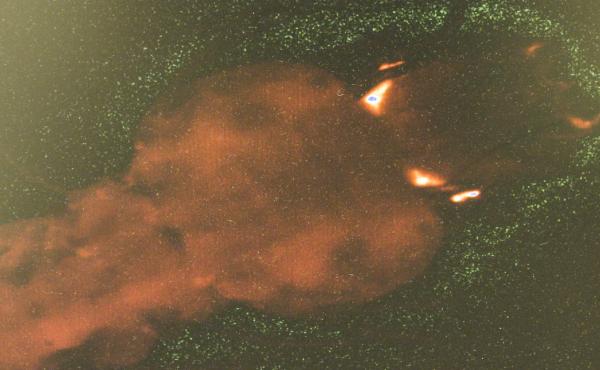 Scientists use a microscope to see if the genetic modification is spreading. Immature modified mosquitoes glow red with yellow eyes when illuminated with a laser. Scientists use a microscope to see if the genetic modification is spreading. Immature modified mosquitoes glow red with yellow eyes when illuminated with a laser.