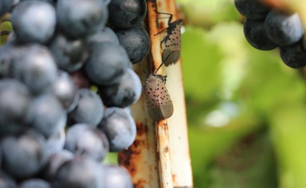 An adult spotted lanternfly searches for tasty grapevines at Vynecrest Vineyards and Winery, near Allentown, Pa. An adult spotted lanternfly searches for tasty grapevines at Vynecrest Vineyards and Winery, near Allentown, Pa.