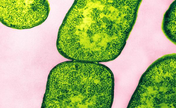 Color enhanced Transmission Electron Micrograph (TEM) of E. coli bacteria. Magnification: 132,000 at 8 x 10". Color enhanced Transmission Electron Micrograph (TEM) of E. coli bacteria. Magnification: 132,000 at 8 x 10".