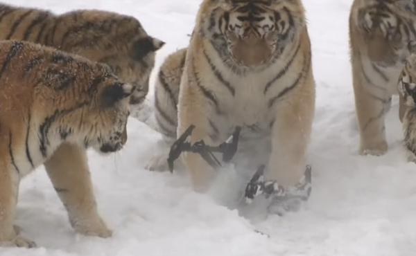 The Siberian tigers grimly contemplate their kill: the flying drone operated by their keepers. The Siberian tigers grimly contemplate their kill: the flying drone operated by their keepers.