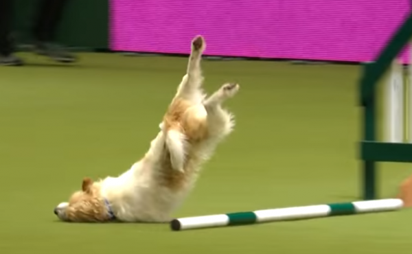 Oh, who are we kidding. We can't just leave it there: Here's a close-up of the indomitable pup's fateful tumble. Oh, who are we kidding. We can't just leave it there: Here's a close-up of the indomitable pup's fateful tumble.