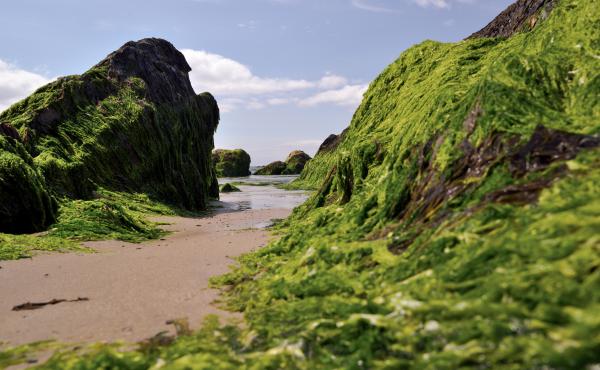 Sea algae at low tide along the Irish coast. Seaweed was long a part of Irish cuisine. Nutrient-rich, it helped some survive the Great Famine. Irish cooks reviving the practice say it's not just good for you – it's a zap of flavor from the sea. Sea algae at low tide along the Irish coast. Seaweed was long a part of Irish cuisine. Nutrient-rich, it helped some survive the Great Famine. Irish cooks reviving the practice say it's not just good for you – it's a zap of flavor from the sea.
