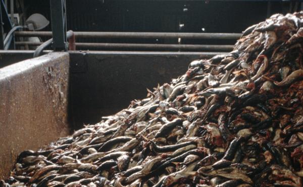 Forage fish like these at a Chilean processing plant are often used for fish meal used in aquaculture. But critics consider this inefficient and wasteful and worry it could deplete fish populations. Now several companies are developing protein substitutes Forage fish like these at a Chilean processing plant are often used for fish meal used in aquaculture. But critics consider this inefficient and wasteful and worry it could deplete fish populations. Now several companies are developing protein substitutes