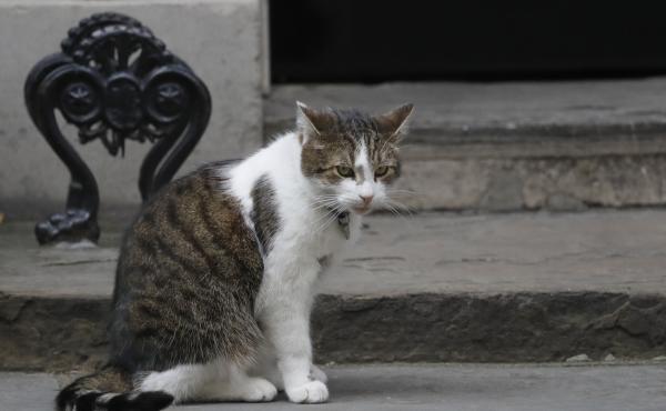 Larry, the 10 Downing Street cat, photographed last year, brought some levity to a Brexit media report on Tuesday. Larry, the 10 Downing Street cat, photographed last year, brought some levity to a Brexit media report on Tuesday.