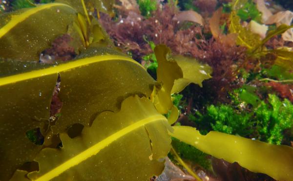 Alaria, a type of seaweed also known as "Wild Atlantic Wakame," grows in the North Atlantic Ocean and is similar to Japanese wakame, a common ingredient in miso soup. Alaria, a type of seaweed also known as "Wild Atlantic Wakame," grows in the North Atlantic Ocean and is similar to Japanese wakame, a common ingredient in miso soup.