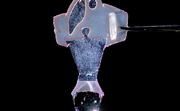 This synthetic fish is powered by human heart cells. Scientists say that they could help lead the way toward building replacement hearts from human tissue. This synthetic fish is powered by human heart cells. Scientists say that they could help lead the way toward building replacement hearts from human tissue.