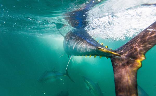 A new study finds that tuna harvests, including of some species considered "vulnerable," have increased by an astonishing 1,000% in the last 60 years — a rate that some scientists warn is unsustainable. A new study finds that tuna harvests, including of some species considered "vulnerable," have increased by an astonishing 1,000% in the last 60 years — a rate that some scientists warn is unsustainable.