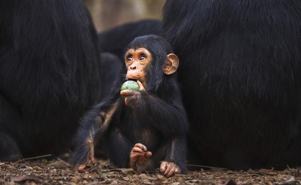 Compared to leaf-eaters, primates who ate fruit had around 25 percent more brain tissue. Compared to leaf-eaters, primates who ate fruit had around 25 percent more brain tissue.