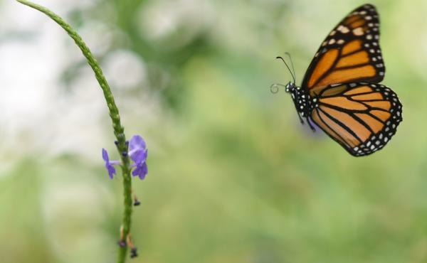 Millions of monarch butterflies arrive each year in Mexico after travelling, in some cases, thousands of miles from the United States and Canada. Millions of monarch butterflies arrive each year in Mexico after travelling, in some cases, thousands of miles from the United States and Canada.