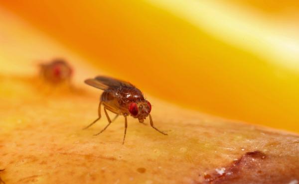 Drosophila melanogaster, the common fruit fly, is a mainstay of genetics and biology labs. Drosophila melanogaster, the common fruit fly, is a mainstay of genetics and biology labs.