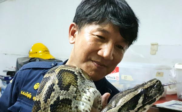 Firefighter Pinyo Pukpinyo holds a Burmese python. In 16 years of snake wrangling, he says he has been bitten more than 20 times but helping people desperate to get rid of snakes in their homes "makes me happy." Firefighter Pinyo Pukpinyo holds a Burmese python. In 16 years of snake wrangling, he says he has been bitten more than 20 times but helping people desperate to get rid of snakes in their homes "makes me happy."