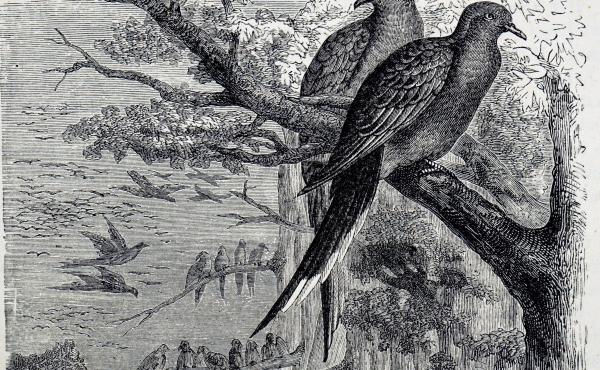 An engraving dating from the 19th century depicts passenger pigeons, once one of the most common birds in North America but now extinct because of overhunting and deforestation. An engraving dating from the 19th century depicts passenger pigeons, once one of the most common birds in North America but now extinct because of overhunting and deforestation.