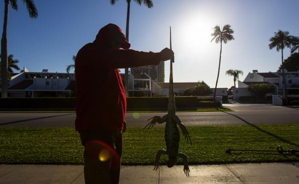 A man holds a cold-stunned iguana outside an apartment complex in West Palm Beach, Fla., on Wednesday. "This isn't something we usually forecast, but don't be surprised if you see iguanas falling from the trees tonight as lows drop into the 30s and 40s," A man holds a cold-stunned iguana outside an apartment complex in West Palm Beach, Fla., on Wednesday. "This isn't something we usually forecast, but don't be surprised if you see iguanas falling from the trees tonight as lows drop into the 30s and 40s,"