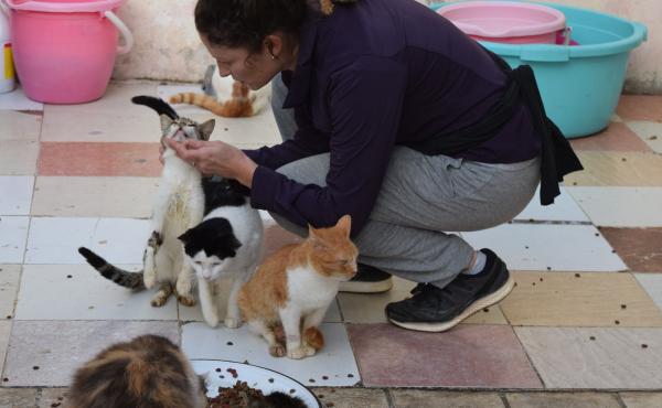 Volunteer Kaitlyn Schultz spends her Saturdays tending to some 50 cats on this Rabat rooftop. Volunteer Kaitlyn Schultz spends her Saturdays tending to some 50 cats on this Rabat rooftop.
