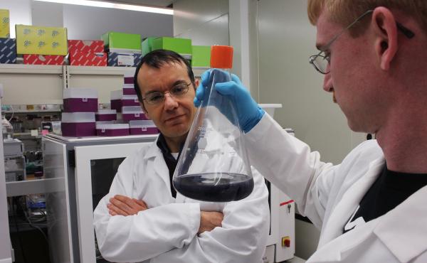 Mattheos Koffas (left), a biochemical engineer at Rensselaer Polytechnic Institute, and Andrew Jones, a graduate student in his lab, with a flask of microbe-produced antioxidants. Mattheos Koffas (left), a biochemical engineer at Rensselaer Polytechnic Institute, and Andrew Jones, a graduate student in his lab, with a flask of microbe-produced antioxidants.