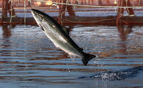 Washington has eight Atlantic salmon net pens. There are two types: commercial net pens for raising Atlantic salmon and enhancement net pens for wild salmon that will eventually be released. Washington has eight Atlantic salmon net pens. There are two types: commercial net pens for raising Atlantic salmon and enhancement net pens for wild salmon that will eventually be released.