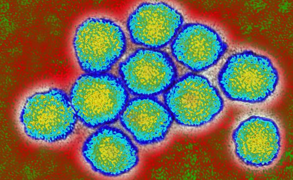 The initial test for hepatitis C is an inexpensive blood test to check for antibodies that indicate the person's been exposed to the virus. If that antibody test is positive, a second test is done to see if the virus is circulating in the bloodstream — The initial test for hepatitis C is an inexpensive blood test to check for antibodies that indicate the person's been exposed to the virus. If that antibody test is positive, a second test is done to see if the virus is circulating in the bloodstream —