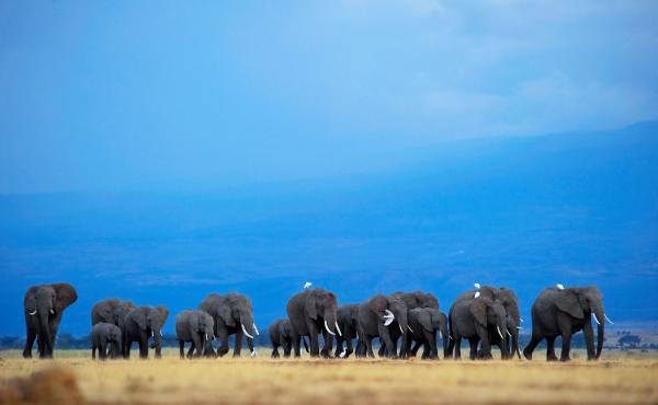 Botswana has the world's largest elephant population, with some 130,000 animals. Botswana has the world's largest elephant population, with some 130,000 animals.