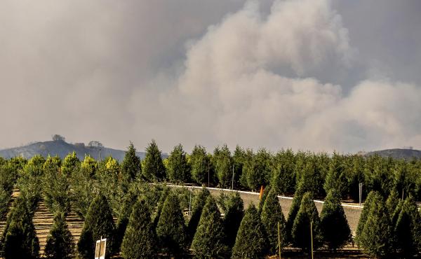 Smoke from the Bond Fire billows above Peltzer Pines Christmas tree farm in Orange County, Calif., on Dec. 3, 2020. Extreme weather and supply chain issues could make Christmas trees harder to come by this holiday season. Smoke from the Bond Fire billows above Peltzer Pines Christmas tree farm in Orange County, Calif., on Dec. 3, 2020. Extreme weather and supply chain issues could make Christmas trees harder to come by this holiday season.