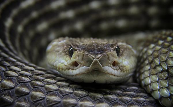 The antivenin market for treating bites from rattlesnakes and other pit vipers might be considered a case study of why drug prices are so high. Head-to-head competition between brand-name medicines may not meaningfully reduce prices. The antivenin market for treating bites from rattlesnakes and other pit vipers might be considered a case study of why drug prices are so high. Head-to-head competition between brand-name medicines may not meaningfully reduce prices.