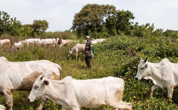Sale Tambaya, a cattle herder in central Nigeria, grazes his cows. After his home state criminalized open grazing on Nov. 1, he and his family fled with their livestock to a neighboring state where grazing is allowed. Two of his sons died on the journey. Sale Tambaya, a cattle herder in central Nigeria, grazes his cows. After his home state criminalized open grazing on Nov. 1, he and his family fled with their livestock to a neighboring state where grazing is allowed. Two of his sons died on the journey.