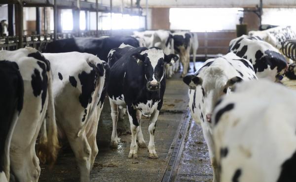 Cows stand in a pen at the Skyline Dairy farm near Grunthal, Manitoba, Canada, in March. Cows stand in a pen at the Skyline Dairy farm near Grunthal, Manitoba, Canada, in March.