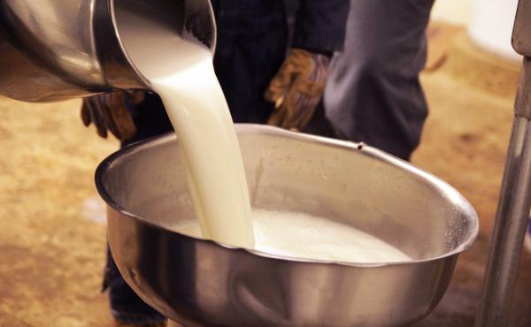 The U.S. Centers for Disease Control and Prevention cautions that unpasteurized milk can cause serious illness, because it's a fertile breeding ground for harmful germs like salmonella and E. coli. But such warnings haven't deterred raw milk enthusiasts. The U.S. Centers for Disease Control and Prevention cautions that unpasteurized milk can cause serious illness, because it's a fertile breeding ground for harmful germs like salmonella and E. coli. But such warnings haven't deterred raw milk enthusiasts.