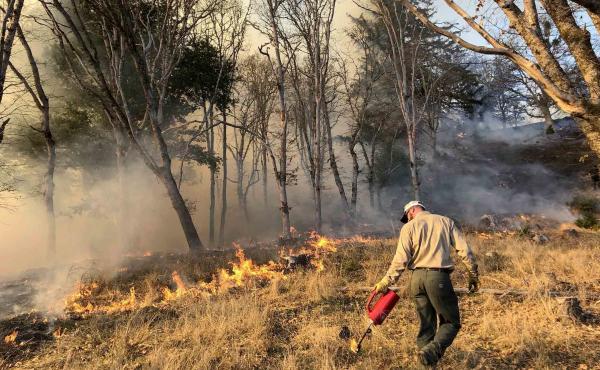 Prescribed burns, like this one in Humboldt County, Calif., reduce the underbrush without destroying trees. Prescribed burns, like this one in Humboldt County, Calif., reduce the underbrush without destroying trees.