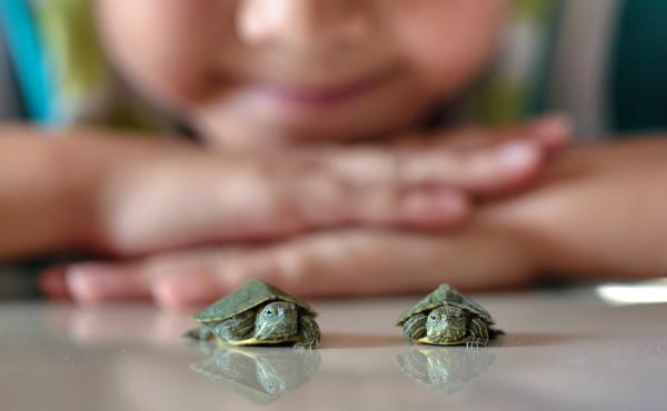 Tiny turtles are cute, but they can spread salmonella and make children very sick. Tiny turtles are cute, but they can spread salmonella and make children very sick.