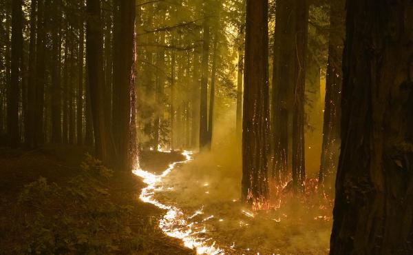 A redwood forest caught in the CZU Lightning Complex Fire on the Northern California coast. A redwood forest caught in the CZU Lightning Complex Fire on the Northern California coast.