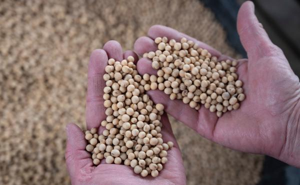 Companies are using new gene-editing tools to alter the DNA of food crops. One of these products is a soybean with a healthier kind of oil. Companies are using new gene-editing tools to alter the DNA of food crops. One of these products is a soybean with a healthier kind of oil.