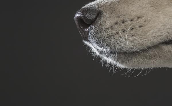 Scientists once compared the abilities of humans versus canines in tracking a trail of chocolate essential oil laid down in an open field. Though the humans weren't nearly as proficient as the dogs, they did get better with practice. Scientists once compared the abilities of humans versus canines in tracking a trail of chocolate essential oil laid down in an open field. Though the humans weren't nearly as proficient as the dogs, they did get better with practice.