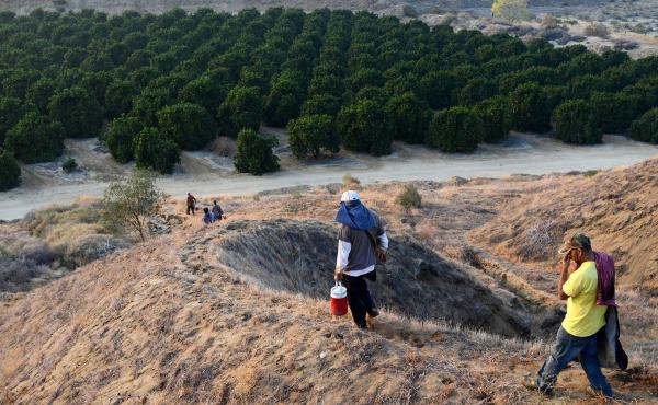 Farmworkers head home after a day of picking at a large citrus farm near Bakersfield, Calif. Farmworkers head home after a day of picking at a large citrus farm near Bakersfield, Calif.