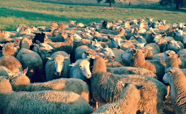 California sheep rancher Dan Macon had to sell almost half of his herd because the drought left him without enough feed. California sheep rancher Dan Macon had to sell almost half of his herd because the drought left him without enough feed.