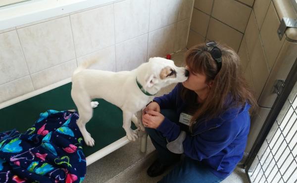 Laurie McCannon, director of the Northeast Animal Shelter in Salem, Mass., with a dog named Trina. Three-quarters of the dogs adopted from the shelter in 2013 were from out of state. Laurie McCannon, director of the Northeast Animal Shelter in Salem, Mass., with a dog named Trina. Three-quarters of the dogs adopted from the shelter in 2013 were from out of state.