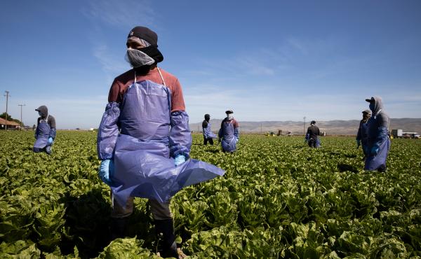 With the coronavirus spreading, farms try to keep workers like these in Greenfield, Calif. safe through physical distancing and other measures but advocates for laborers say protections are often not adequate. With the coronavirus spreading, farms try to keep workers like these in Greenfield, Calif. safe through physical distancing and other measures but advocates for laborers say protections are often not adequate.
