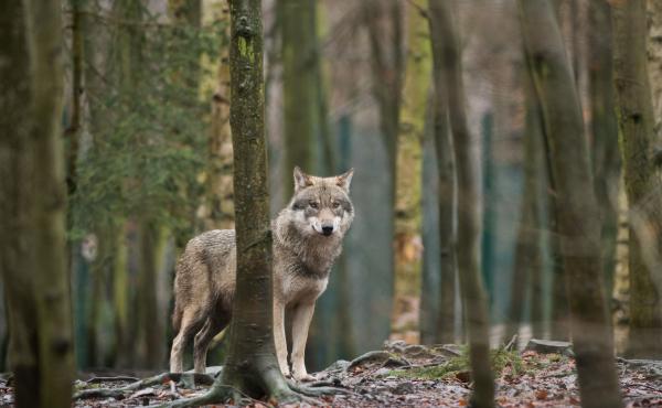 A wolf in its enclosure at the Hexentanzplatz zoo in Thale, northern Germany. A wolf in its enclosure at the Hexentanzplatz zoo in Thale, northern Germany.