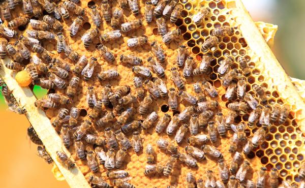Researchers say they've found a way to let queen bees pass on immunity to a devastating disease called American foulbrood. The infectious disease is so deadly, many states and beekeeping groups recommend burning any hive that's been infected. Here, a fram Researchers say they've found a way to let queen bees pass on immunity to a devastating disease called American foulbrood. The infectious disease is so deadly, many states and beekeeping groups recommend burning any hive that's been infected. Here, a fram