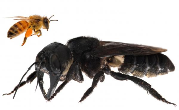 One of the first images of a living Wallace's giant bee was captured after a recent rediscovery of the world's largest bee in Indonesia. As this composite image illustrates, the bee is approximately four times larger than a European honeybee. One of the first images of a living Wallace's giant bee was captured after a recent rediscovery of the world's largest bee in Indonesia. As this composite image illustrates, the bee is approximately four times larger than a European honeybee.