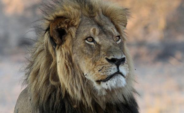 Cecil the lion, photographed in 2013, was killed by a trophy hunter in Zimbabwe in 2015. Two years later, his son Xanda came to the same end nearby. Cecil the lion, photographed in 2013, was killed by a trophy hunter in Zimbabwe in 2015. Two years later, his son Xanda came to the same end nearby.