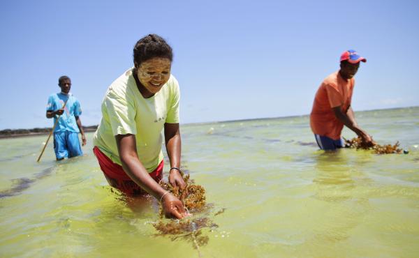 A woman cultivates seaweed off the coast of Madagascar to counter overfishing. She's working with Blue Ventures, a business that supports its conservation projects by giving ecotours. A woman cultivates seaweed off the coast of Madagascar to counter overfishing. She's working with Blue Ventures, a business that supports its conservation projects by giving ecotours.
