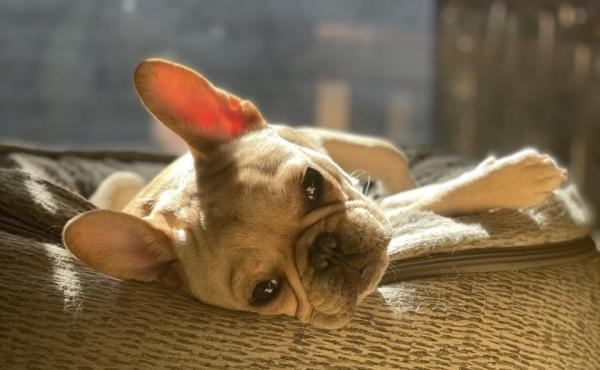 As offices reopen, workers are scrambling to adjust their pets to life outside of the home. As offices reopen, workers are scrambling to adjust their pets to life outside of the home.