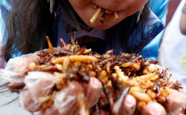 Tourists eat fried insects, including locusts, bamboo worms, dragonfly larvae, silkworm chrysalises and more during a competition in Lijiang, China. For Westerners, eating insects means getting over the ick factor. Tourists eat fried insects, including locusts, bamboo worms, dragonfly larvae, silkworm chrysalises and more during a competition in Lijiang, China. For Westerners, eating insects means getting over the ick factor.
