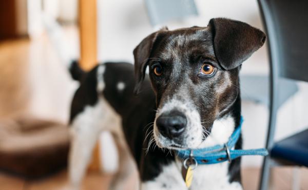 A new study examines whether or not dogs are able to understand the difference between a human's mistake versus active intent to withhold a treat. A new study examines whether or not dogs are able to understand the difference between a human's mistake versus active intent to withhold a treat.
