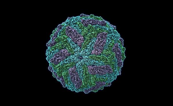 A molecular model of the Zika virus. A molecular model of the Zika virus.