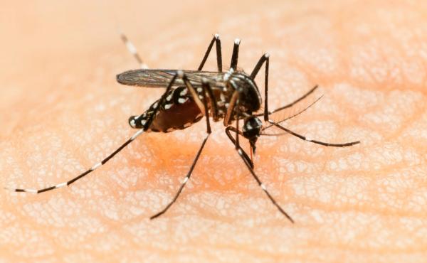 The Aedes mosquito can spread Zika virus in addition to Dengue fever and Chikungunya virus. The virus was first spotted in the Americas in 2014. The Aedes mosquito can spread Zika virus in addition to Dengue fever and Chikungunya virus. The virus was first spotted in the Americas in 2014.