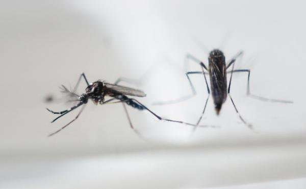 The Zika virus, once thought to be spread only through mosquito bites, was sexually transmitted to a person in Texas, health officials say. The Zika virus, once thought to be spread only through mosquito bites, was sexually transmitted to a person in Texas, health officials say.