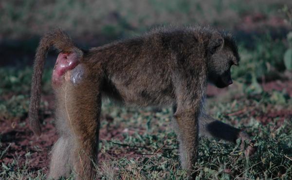 An adult female baboon from the Amboseli basin in Kenya displays her exaggerated estrous swelling--a sign that her time of ovulation is near. An adult female baboon from the Amboseli basin in Kenya displays her exaggerated estrous swelling--a sign that her time of ovulation is near.