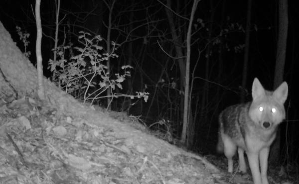 Rowan County coyote is caught in a camera trap Rowan County coyote is caught in a camera trap